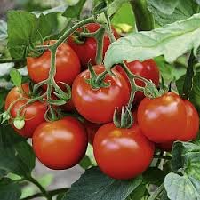 Hybrid Tomato Seeds